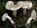 Hygrophorus agathosmus